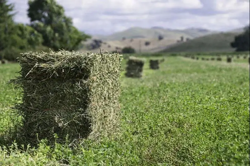Alfalfa Hay Lucerne
