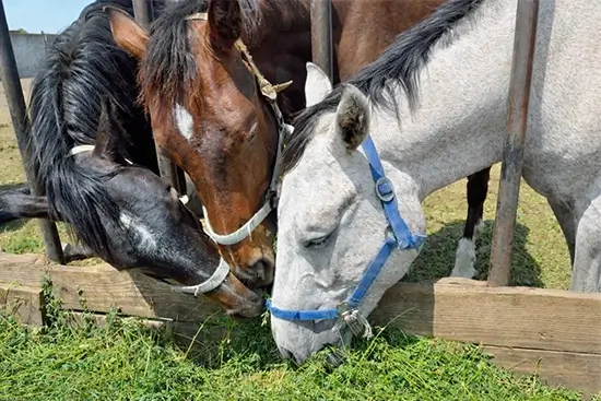 Alfalfa Hay for horse